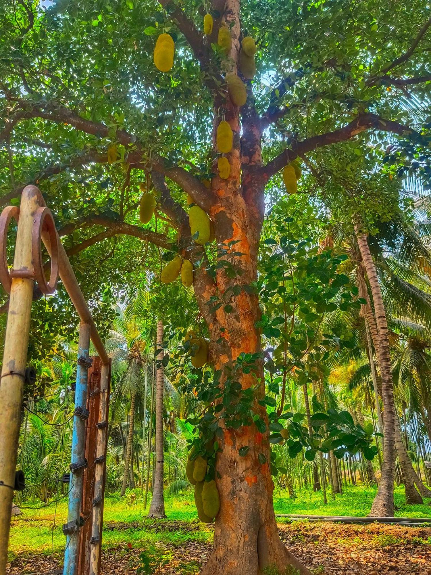 Shivalaya Farmstay Located Amdist Coconut Farm With River Access Near Isha,Adiyogi,Siruvani Alāndurai Extérieur photo
